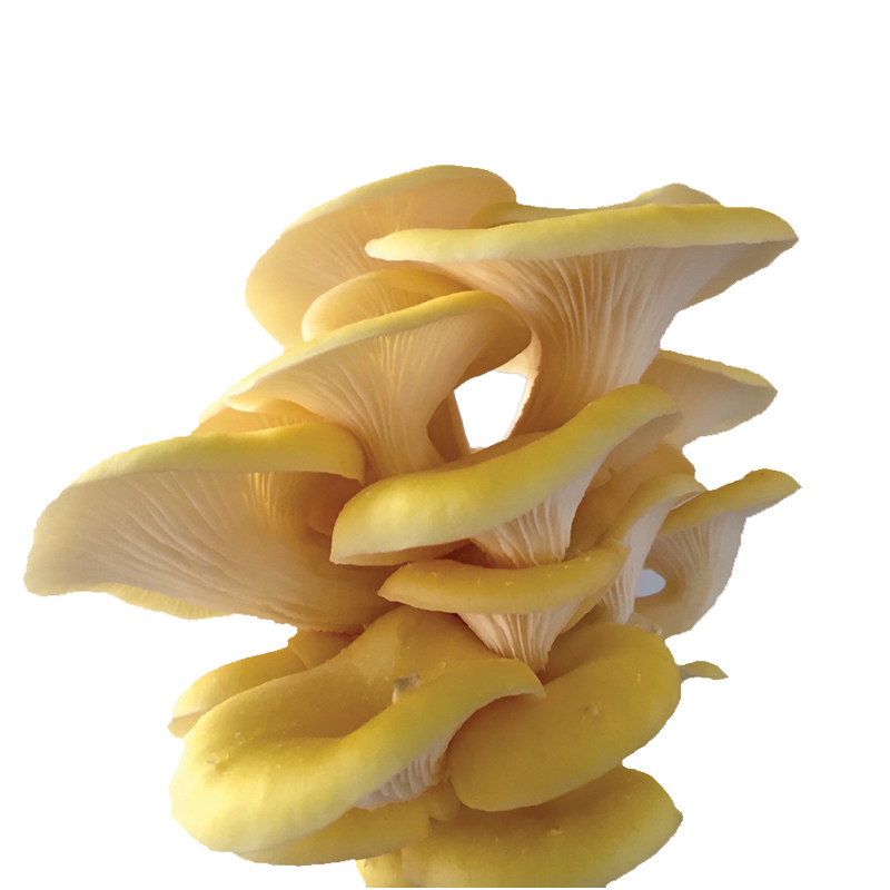 Specialty Mushrooms, fresh Specialty Mushrooms, mushrooms, Farm fresh Specialty mushrooms, Pesticide-free Farming,Organic Mushrooms, quality mushrooms, fresh Specialty Mushrooms in the United States, Mushrooms in the United States, florece farm, florece farms, florece farms US, florece farm US, florece farms rico, florece farms Puerto Rico, florece farms mushrooms, fresh Specialty Mushrooms Purveyor