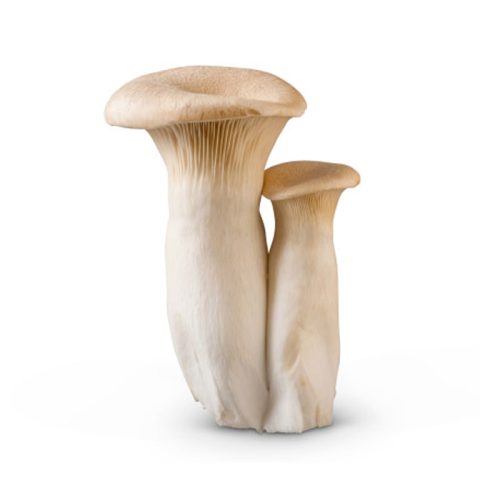 Specialty Mushrooms, fresh Specialty Mushrooms, mushrooms, Farm fresh Specialty mushrooms, Pesticide-free Farming,Organic Mushrooms, quality mushrooms, fresh Specialty Mushrooms in the United States, Mushrooms in the United States, florece farm, florece farms, florece farms US, florece farm US, florece farms rico, florece farms Puerto Rico, florece farms mushrooms, fresh Specialty Mushrooms Purveyor