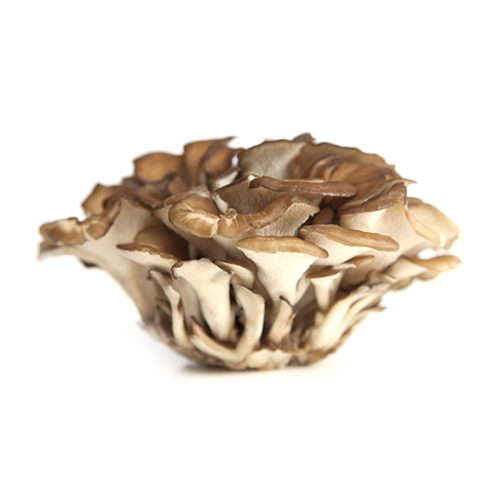 Specialty Mushrooms, fresh Specialty Mushrooms, mushrooms, Farm fresh Specialty mushrooms, Pesticide-free Farming,Organic Mushrooms, quality mushrooms, fresh Specialty Mushrooms in the United States, Mushrooms in the United States, florece farm, florece farms, florece farms US, florece farm US, florece farms rico, florece farms Puerto Rico, florece farms mushrooms, fresh Specialty Mushrooms Purveyor