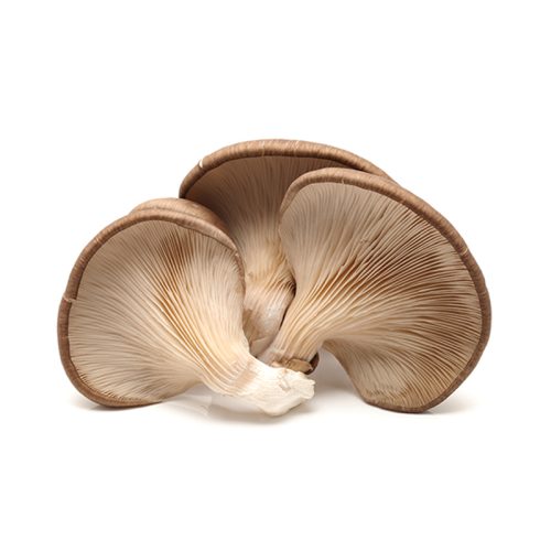 Specialty Mushrooms, fresh Specialty Mushrooms, mushrooms, Farm fresh Specialty mushrooms, Pesticide-free Farming,Organic Mushrooms, quality mushrooms, fresh Specialty Mushrooms in the United States, Mushrooms in the United States, florece farm, florece farms, florece farms US, florece farm US, florece farms rico, florece farms Puerto Rico, florece farms mushrooms, fresh Specialty Mushrooms Purveyor