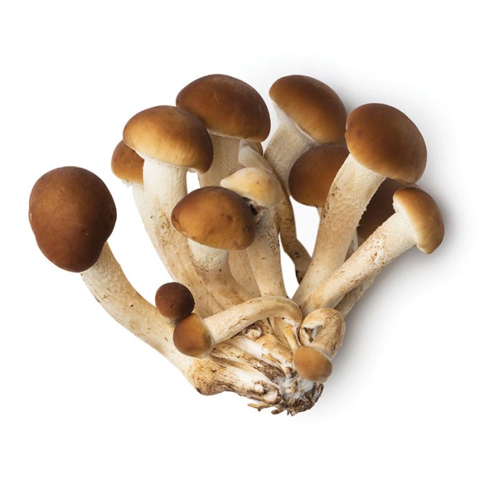 Specialty Mushrooms, fresh Specialty Mushrooms, mushrooms, Farm fresh Specialty mushrooms, Pesticide-free Farming,Organic Mushrooms, quality mushrooms, fresh Specialty Mushrooms in the United States, Mushrooms in the United States, florece farm, florece farms, florece farms US, florece farm US, florece farms rico, florece farms Puerto Rico, florece farms mushrooms, fresh Specialty Mushrooms Purveyor