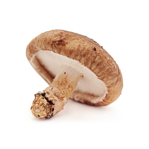 Specialty Mushrooms, fresh Specialty Mushrooms, mushrooms, Farm fresh Specialty mushrooms, Pesticide-free Farming,Organic Mushrooms, quality mushrooms, fresh Specialty Mushrooms in the United States, Mushrooms in the United States, florece farm, florece farms, florece farms US, florece farm US, florece farms rico, florece farms Puerto Rico, florece farms mushrooms, fresh Specialty Mushrooms Purveyor