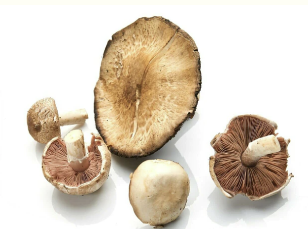 Specialty Mushrooms, fresh Specialty Mushrooms, mushrooms, Farm fresh Specialty mushrooms, Pesticide-free Farming,Organic Mushrooms, quality mushrooms, fresh Specialty Mushrooms in the United States, Mushrooms in the United States, florece farm, florece farms, florece farms US, florece farm US, florece farms rico, florece farms Puerto Rico, florece farms mushrooms, fresh Specialty Mushrooms Purveyor