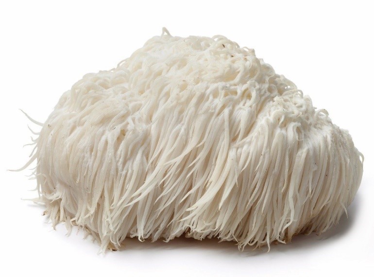 Specialty Mushrooms, fresh Specialty Mushrooms, mushrooms, Farm fresh Specialty mushrooms, Pesticide-free Farming,Organic Mushrooms, quality mushrooms, fresh Specialty Mushrooms in the United States, Mushrooms in the United States, florece farm, florece farms, florece farms US, florece farm US, florece farms rico, florece farms Puerto Rico, florece farms mushrooms, fresh Specialty Mushrooms Purveyor