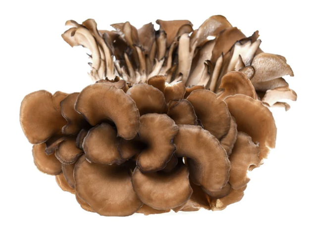 Specialty Mushrooms, fresh Specialty Mushrooms, mushrooms, Farm fresh Specialty mushrooms, Pesticide-free Farming,Organic Mushrooms, quality mushrooms, fresh Specialty Mushrooms in the United States, Mushrooms in the United States, florece farm, florece farms, florece farms US, florece farm US, florece farms rico, florece farms Puerto Rico, florece farms mushrooms, fresh Specialty Mushrooms Purveyor