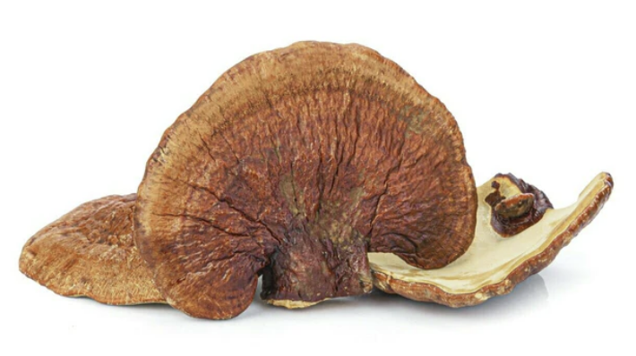 Specialty Mushrooms, fresh Specialty Mushrooms, mushrooms, Farm fresh Specialty mushrooms, Pesticide-free Farming,Organic Mushrooms, quality mushrooms, fresh Specialty Mushrooms in the United States, Mushrooms in the United States, florece farm, florece farms, florece farms US, florece farm US, florece farms rico, florece farms Puerto Rico, florece farms mushrooms, fresh Specialty Mushrooms Purveyor