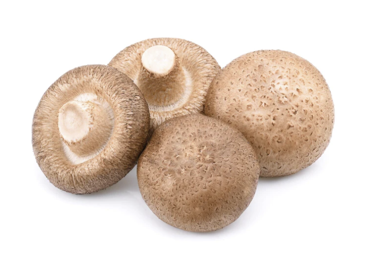 Specialty Mushrooms, fresh Specialty Mushrooms, mushrooms, Farm fresh Specialty mushrooms, Pesticide-free Farming,Organic Mushrooms, quality mushrooms, fresh Specialty Mushrooms in the United States, Mushrooms in the United States, florece farm, florece farms, florece farms US, florece farm US, florece farms rico, florece farms Puerto Rico, florece farms mushrooms, fresh Specialty Mushrooms Purveyor
