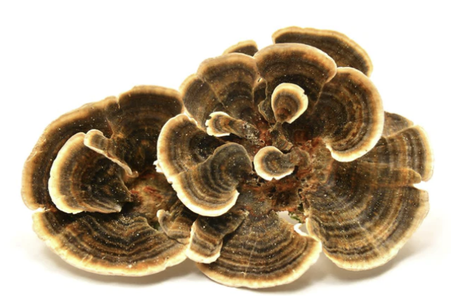 Specialty Mushrooms, fresh Specialty Mushrooms, mushrooms, Farm fresh Specialty mushrooms, Pesticide-free Farming,Organic Mushrooms, quality mushrooms, fresh Specialty Mushrooms in the United States, Mushrooms in the United States, florece farm, florece farms, florece farms US, florece farm US, florece farms rico, florece farms Puerto Rico, florece farms mushrooms, fresh Specialty Mushrooms Purveyor